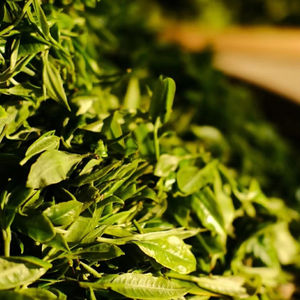 Zhengshanxiaozhong Hong Cha biologique Thé noir chinois de haute qualité Thé en vrac savoureux pour la santé et l'amincissement - Product Image 6