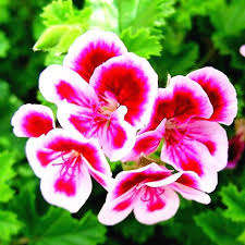Venta caliente del precio al por mayor pelargonium <span class=keywords><strong>sidoides</strong></span> polvo de extracto de pelargonium <span class=keywords><strong>sidoides</strong></span> - Product Image 4