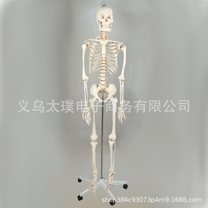 Human skeleton model, biological teaching skull vertebral specimen, movable joint skeleton, PVC medical skull frame. - Product Image 5