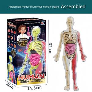 Modelo de Órganos Humanos Educativo para Niños XR, Juguete de Ciencia y Tecnología, Ensamblaje DIY, Cognición Temprana, STEAM, Juguete Médico Interno - Product Image 2