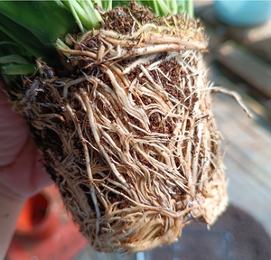 Grand bloc de coco naturel pour la plantation, tourbe de coco pour légumes, grands blocs de tourbe de coco pour plantes - Product Image 4