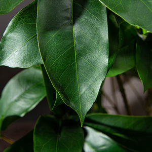 Adornos interiores para el hogar, grandes plantas artificiales, bonsái, árboles artificiales de pie de pato - Product Image 4