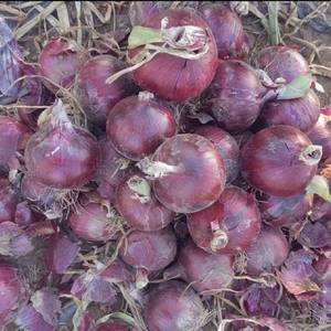 Bán nóng Hữu Cơ hành tây đỏ giá tốt 5-8 cm hành tây đỏ bán buôn Chất lượng cao số lượng lớn hành tây vàng tươi xuất khẩu - Product Image 6