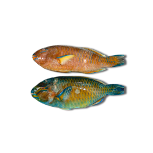 Pescado Loro Congelado Entero, Venta al por Mayor de Mariscos - Product Image 2