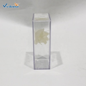 Échantillon de méduse préparé sous vide en PVC transparent pour l'enseignement et la collection en biologie - Product Image 4