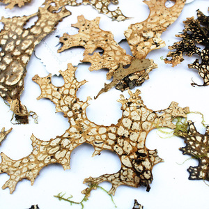Feuilles de puceau d'Inde (Lungwort) pressées et séchées, naturelles, pour l'art de la résine, le nail art, le scrapbooking, les marque-pages et les créations artisanales - Product Image 3