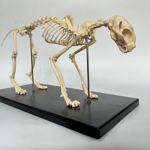 Modelo de Esqueleto de Gato <span class=keywords><strong>para</strong></span> Ciencias Médicas, Modelo de Huesos de Gato <span class=keywords><strong>para</strong></span> Estudio - Product Image 4
