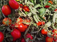 Pâte de tomate en conserve directe de haute qualité, fraîche et délicieuse avec une concentration de 28 à 30%