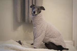Qiqu Pet Supplies Nouveau pull en polaire doux et moelleux pour <span class=keywords><strong>chien</strong></span>, pyjama, costume pour lévrier italien, whippet, lurcher, <span class=keywords><strong>saluki</strong></span>, lévrier de race - Product Image 2