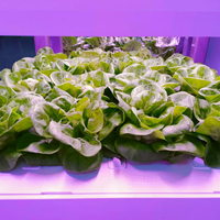 De la graine à la salade avec One Touch Micro Mini Indoor Smart Garden Hydroponic Systems
