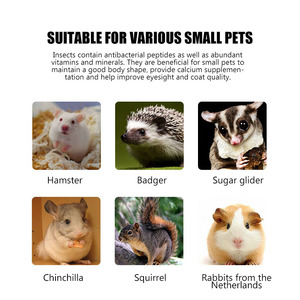 Vente en gros Poudre lyophilisée de larves de mouches de soldat noir Supplément protéiné pour animaux de compagnie Farine protéinée Friandises Poudre d'insectes pour animaux de compagnie - Product Image 6