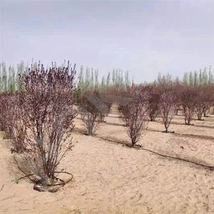 <span class=keywords><strong>Macetas</strong></span> <span class=keywords><strong>de</strong></span> Cultivo HOKBG Anti-UV <span class=keywords><strong>de</strong></span> <span class=keywords><strong>60</strong></span> <span class=keywords><strong>Litros</strong></span>, Bolsas <span class=keywords><strong>de</strong></span> Cultivo <span class=keywords><strong>de</strong></span> Plástico para Viveros, <span class=keywords><strong>Macetas</strong></span> para Plántulas, Drenaje para Jardinería, <span class=keywords><strong>Macetas</strong></span> <span class=keywords><strong>de</strong></span> Cultivo Semi-enterradas - Product Image 3