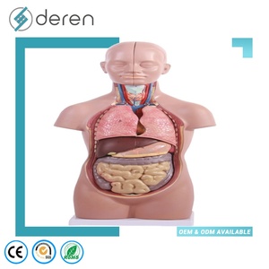 Modelo Anatómico <span class=keywords><strong>Humano</strong></span> Multifuncional de Alta Simulación DRWF1005, en Capas, para Enseñanza Médica - Product Image 4