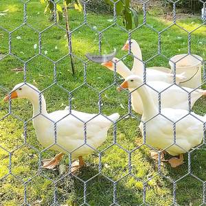 Malla de Alambre <span class=keywords><strong>Hexagonal</strong></span> Galvanizada para Cercas de Pollo, Duradera, de 1-1/2 Pulgadas, al por Mayor - Product Image 2