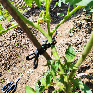 Legame di gomma 100 piedi colore <span class=keywords><strong>nero</strong></span> regolabile cravatta per <span class=keywords><strong>albero</strong></span> giovane in giardino - Product Image 5