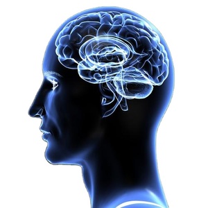 Poudre de phosphatidylsérine 20% 50% Supplément de phosphatidylcholine en gros