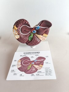 Modelo de Hígado Canino Patológico Colorido - Modelo Anatómico de Hígado de Perro con Lesiones Patológicas para Educación Veterinaria - Product Image 3