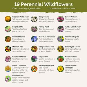 Kit da giardino per pacchetti di fiori tutto perenne Shasta Daisy per la primavera autunnale attira gli impollinatori per la coltivazione di fiori - Product Image 3