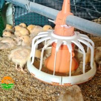 Équipement d'élevage avicole en plein air entièrement automatique, poulailler plat en plastique pour poulets de chair, abri de sol avec mangeoire et abreuvoir
