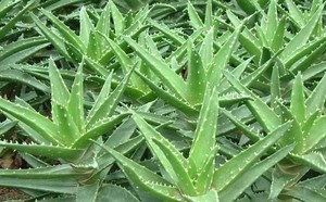 Ekstrak lidah buaya murni 200:1 Gel lidah buaya beku bubuk kering UV Arnica Harga daun lidah buaya 1kg/kantong 25kg/drum daun - Product Image 2