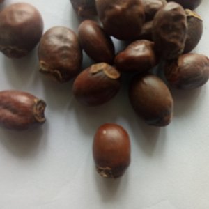 Li zhi he-<span class=keywords><strong>semillas</strong></span> puras secas de alta calidad, <span class=keywords><strong>semillas</strong></span> naturales de lichi para hierbas - Product Image 2