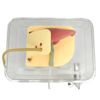 Modèle d'enseignement médical, simulateur d'endoscopie biliaire