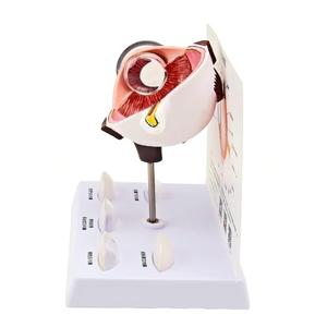 Modelo Anatómico <span class=keywords><strong>del</strong></span> <span class=keywords><strong>Ojo</strong></span> Humano Ampliado con 5 Tipos de Lentes Patológicas de Catarata para la Enseñanza de Oftalmología - Product Image 3