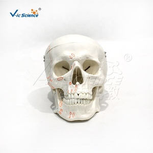 Modelo de Cráneo con Muelles para Movimiento Muscular, Marcas Rojas y Azules para Puntos de Inicio/Finalización, PVC Ecológico Importado - Product Image 5