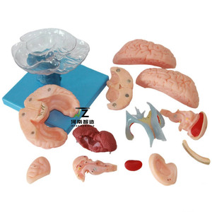 Y tế khoa học con người PVC mở rộng não Mô hình giải phẫu 15 phần cho giảng dạy - Product Image 1