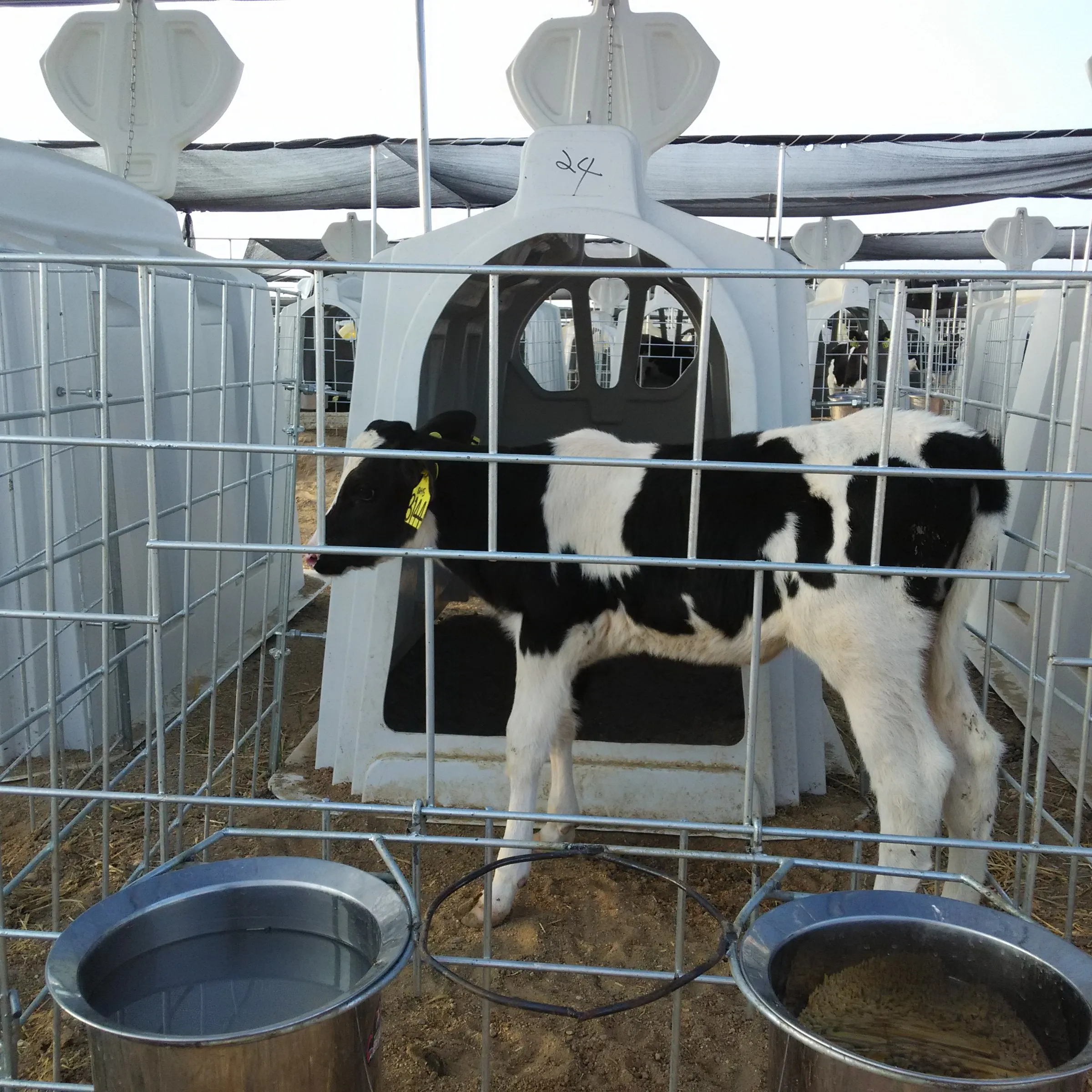 Livestock proteger animais alta resistência instalação casa fluxo do ar da panturrilha