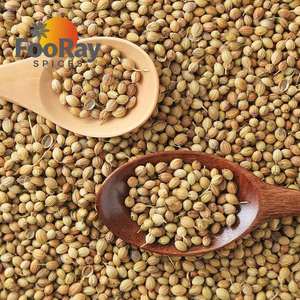 Semi di Coriandolo Naturali FooRay, Materie Prime Intere, Vendita all'Ingrosso, Standard di Esportazione per Approvvigionamento B2B Globale - Product Image 2