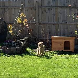 Holz im Freien niedlichen Tier kleine Haustier Hunde Zwinger Großhandel bequeme Bett Kiste Häuser Top-Qualität Hunde käfig Haus - Product Image 5