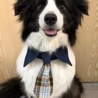 Écharpe triangulaire de luxe en tissu non tissé pour chat et chien, motif écossais, faite à la main, avec accessoire nœud papillon polyvalent pour Halloween et toutes les saisons