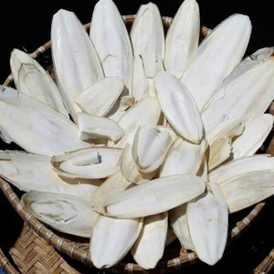 Os de Seiche Séché Premium pour Oiseaux et Reptiles – Format Vrac, Blanc Naturel, Forme Irrégulière, Durée de Conservation 24 Mois, Marque Vietnamienne - Product Image 1
