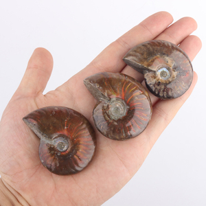 Venta al por mayor de fósiles de caracoles de cristal tallados, especímenes minerales para fines decorativos - Product Image 2