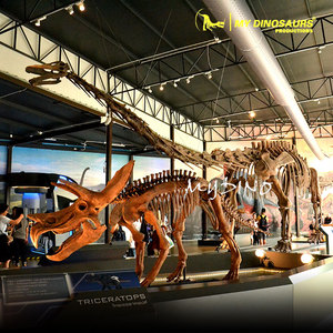 <span class=keywords><strong>Esqueleto</strong></span> <span class=keywords><strong>de</strong></span> Dinosaurio <span class=keywords><strong>de</strong></span> Fibra <span class=keywords><strong>de</strong></span> Vidrio <span class=keywords><strong>de</strong></span> Yangchuanosaurus - Product Image 6