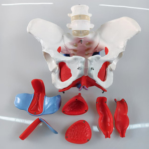 Ressources pédagogiques sur le plancher pelvien féminin SCIEDU, anatomie du <span class=keywords><strong>squelette</strong></span> <span class=keywords><strong>humain</strong></span>, ceinture lombaire en 2 sections, modèle <span class=keywords><strong>musculaire</strong></span> du plancher pelvien féminin - Product Image 3
