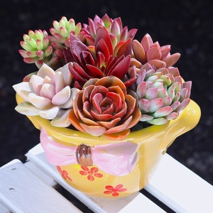 Maceta de Flores Suculentas Pintada a Mano Estilo Coreano MSH con Lazo Simple, Maceta para <span class=keywords><strong>Cactus</strong></span> - Product Image 2