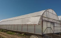 Serre agricole à haut tunnel de grande taille pour la culture de tomates