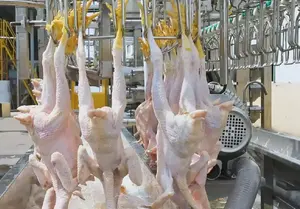 Factory Supply CE Approved Chicken Slaughtering Machine/Poultry Slaughtering Production Line