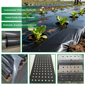 Rollo de película de plástico de mantillo negro de bajo precio con agujeros de perforación Productos de plástico agrícola a la venta para uso en lavandería - Product Image 2