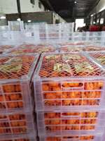 Jeruk Shatang Segar Panen Baru Buah Manis Jeruk Santang Jeruk Mandarin Segar