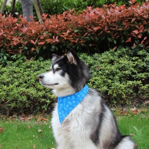 בנדנות כלבים בהתאמה אישית בצבע כחול עם הדפס פרחוני, עשויות כותנה/פוליאסטר/סאטן, לקישוט מסיבות חיות מחמד, סיטונאי, קיץ - Product Image 5