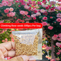 Variété de rose grimpante originale, complète et facile à cultiver