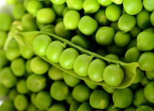 Guisantes Verdes Enlatados al Vapor en Salmuera, Venta al por Mayor, Personalización de Sabor, Marca OEM y OASIC - Product Image 2