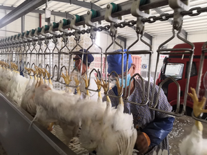 鸡肉屠宰包装机肉鸡火鸡屠宰生产线 - Product Image 3