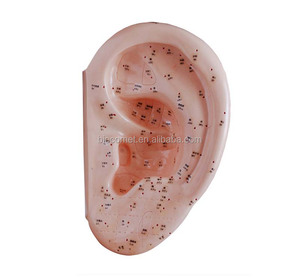 <span class=keywords><strong>Model</strong></span> telinga akupunktur 40CM, <span class=keywords><strong>Model</strong></span> telinga untuk latihan akupunktur, BC1126-08D - Product Image 2