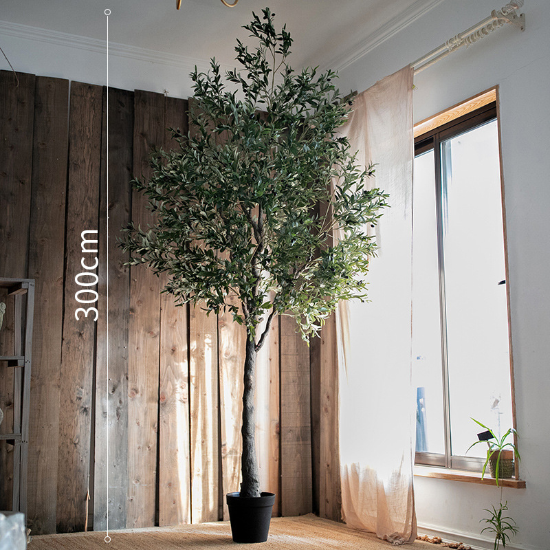 Olivo 300cm