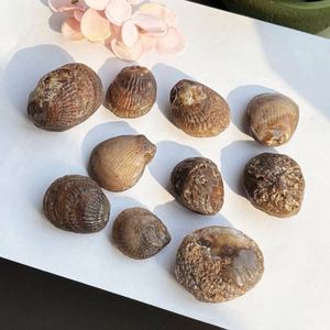 Coquilles de coquillages fossiles naturelles jadeifiées en gros pour la décoration de jardin, la décoration intérieure, les cadeaux et les projets de bricolage - Product Image 3