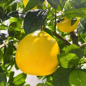 ต้นส้มโอปลอมเกรดเชิงพาณิชย์ ขนาด 7-21 ฟุต ต้นส้มโอป้องกันไฟและกันลม สำหรับสวนสนุก ลำต้นได้รับการรับรองมาตรฐาน ECO - Product Image 3